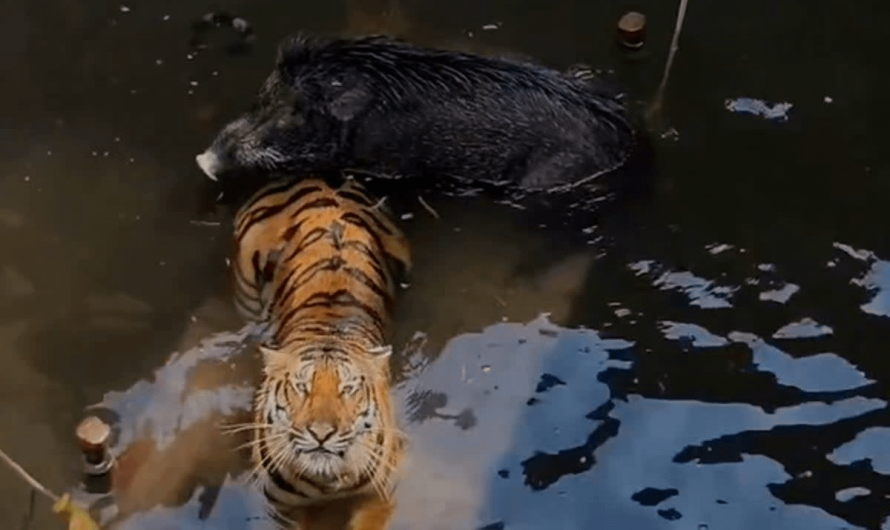 Tigress and wild boar were found huddled together in a well with their heads raised above the water to breathe, in India. They were later rescued.