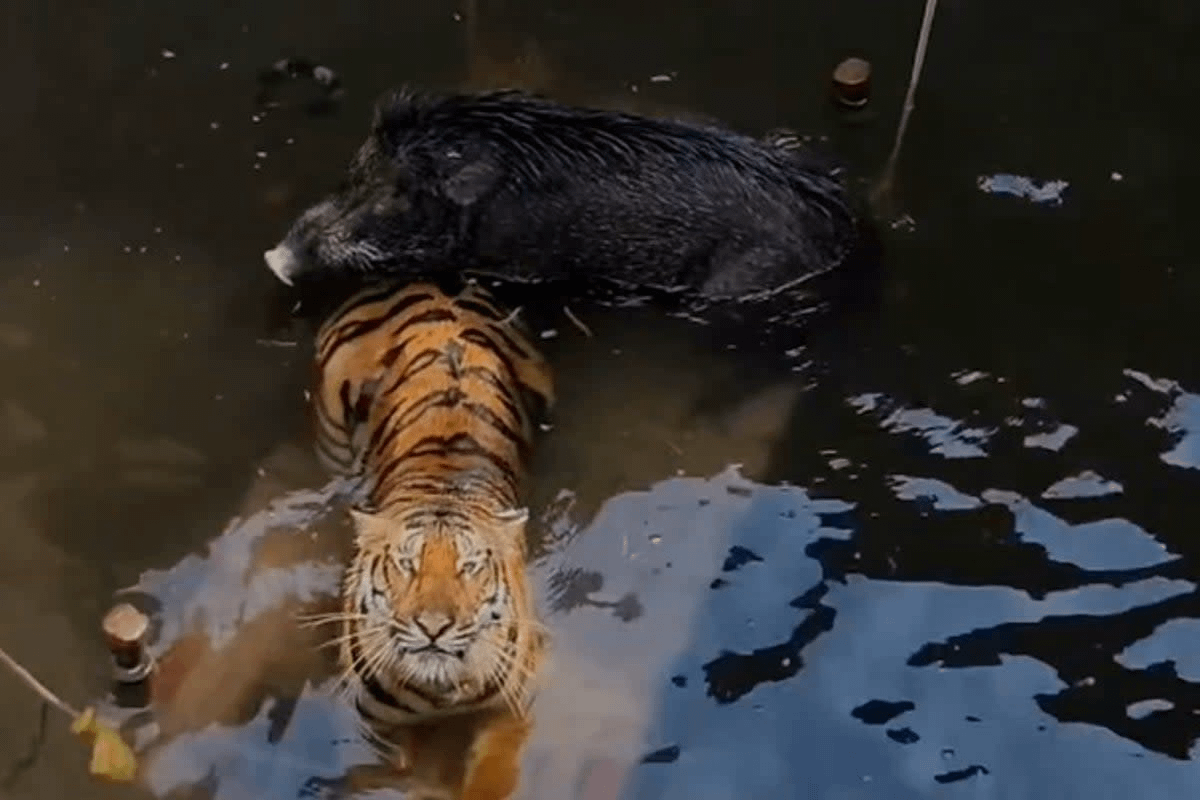 Tigress and wild boar were found huddled together in a well with their heads raised above the water to breathe, in India. They were later rescued.