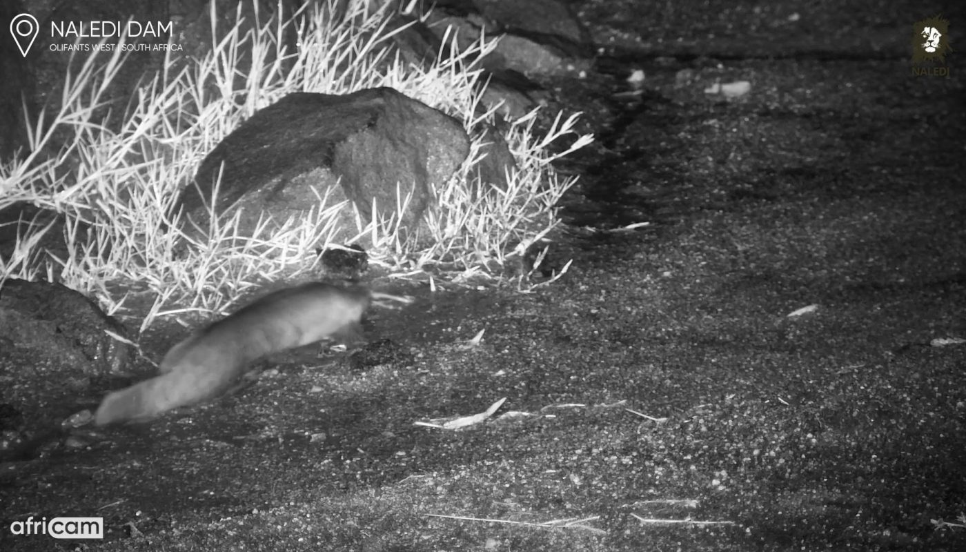 Trailcam captures catfish going for a walk on land in the middle of the night