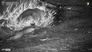 Trailcam captures catfish going for a walk on land in the middle of the night