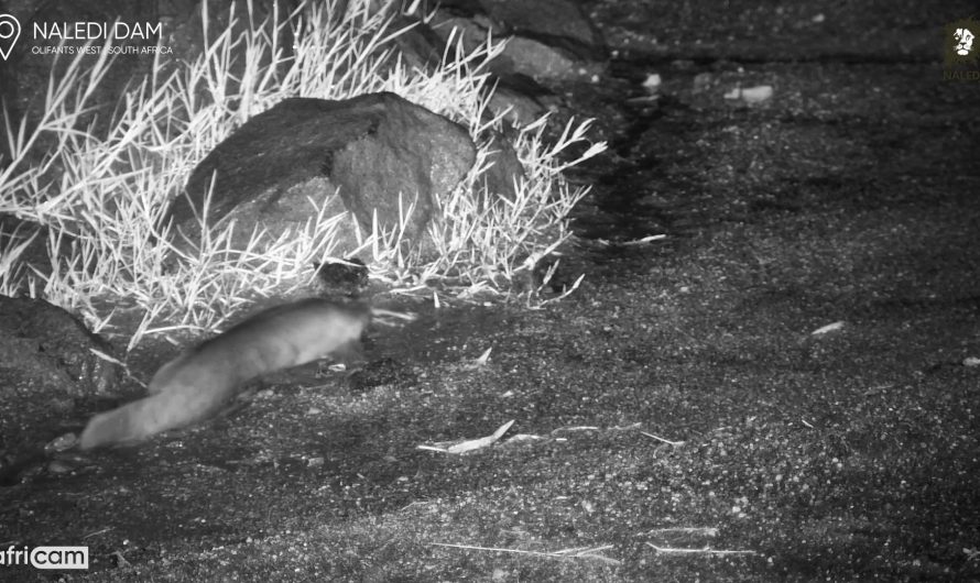 Trailcam captures catfish going for a walk on land in the middle of the night