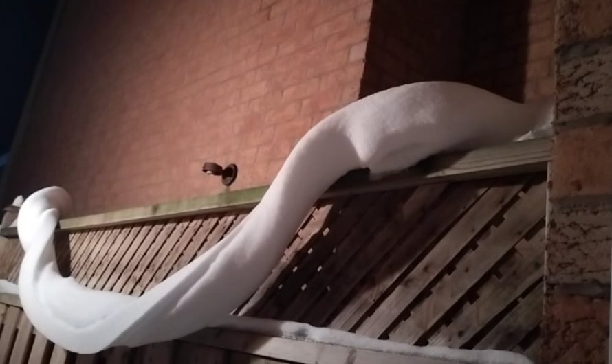Twisted Snow Ribbon on Our Fence