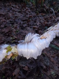 Went for a walk. This is ice.