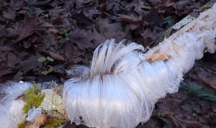 Went for a walk. This is ice.