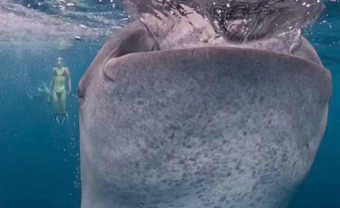 Whale sharks feeding in the warm waters. They are the world's largest living fish.