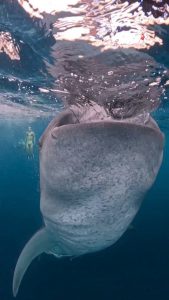 Whale sharks feeding in the warm waters. They are the world's largest living fish.