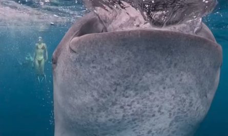 Whale sharks feeding in the warm waters. They are the world's largest living fish.