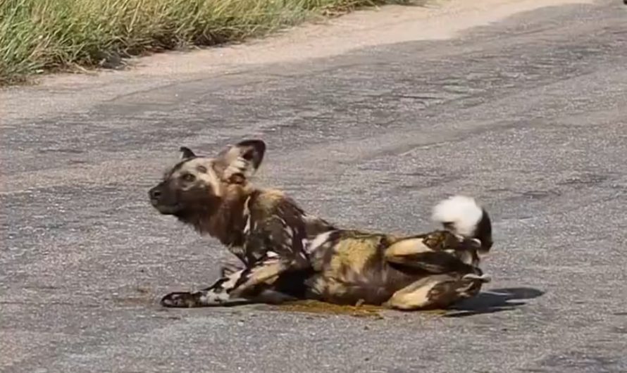Wild dogs rubs itself in Elephant dung. This helps them sneak up on prey or avoid predators, It may also promote pack bonding by sharing odors. The elephant isn’t happy about them invading its space though.