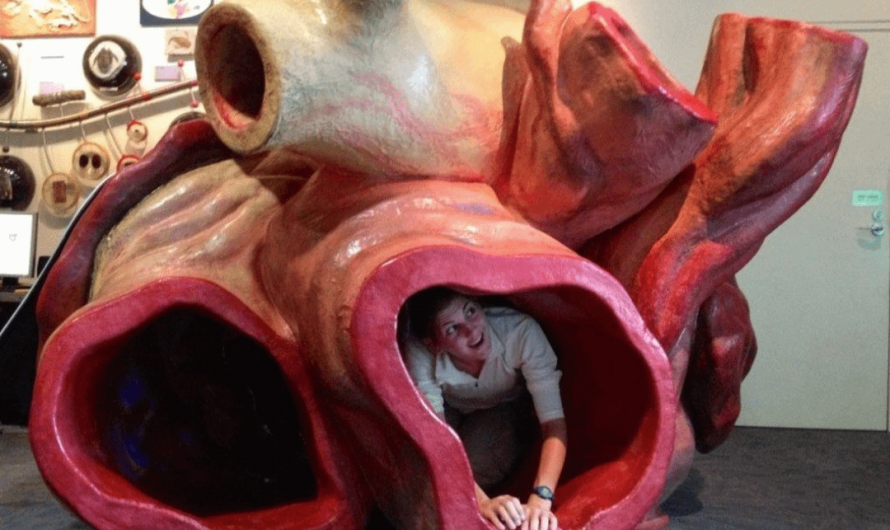You can crawl through arteries of a blue whale’s heart