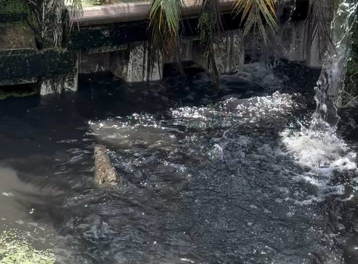 Young Nile crocodiles leaping out of a deep pond section