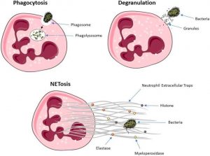 Your neutrophils are highly versatile white blood cells that can eat invaders (phagocytosis), release their granules which contain toxic substances on them (degranulation), or explode on them tangling them with their DNA and enzymes (NETosis).