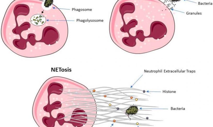 Your neutrophils are highly versatile white blood cells that can eat invaders (phagocytosis), release their granules which contain toxic substances on them (degranulation), or explode on them tangling them with their DNA and enzymes (NETosis).