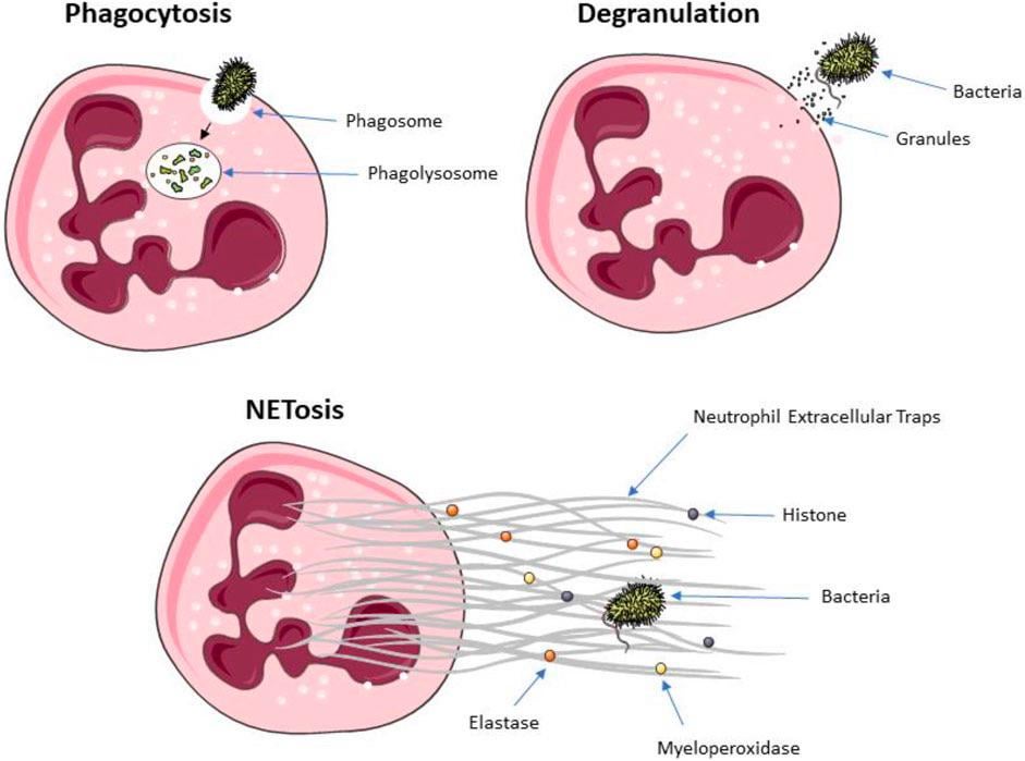 Your neutrophils are highly versatile white blood cells that can eat invaders (phagocytosis), release their granules which contain toxic substances on them (degranulation), or explode on them tangling them with their DNA and enzymes (NETosis).