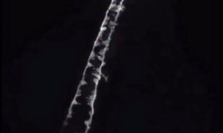 a 16-hour timelapse of an embryo forming its spinal cord.