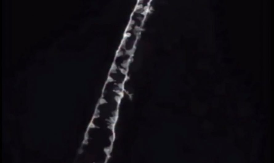 a 16-hour timelapse of an embryo forming its spinal cord.