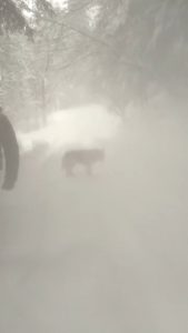 a man kicks a tree causing the snow fall off it