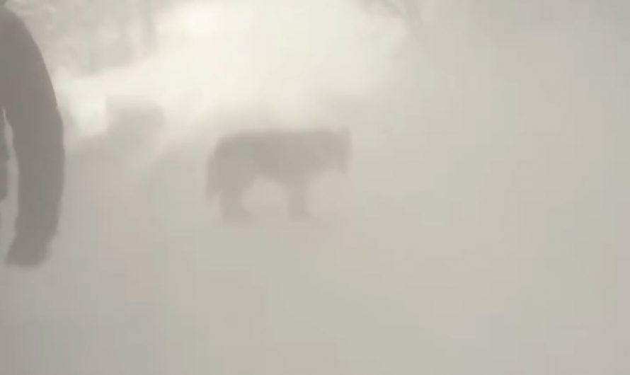 a man kicks a tree causing the snow fall off it