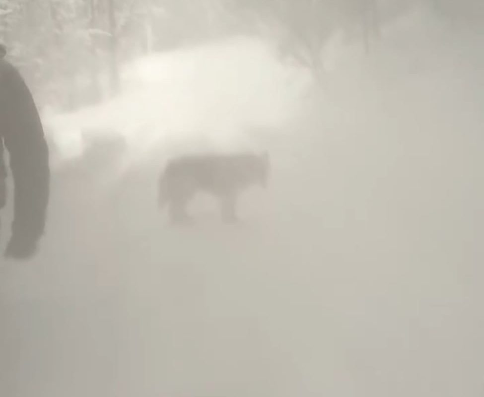 a man kicks a tree causing the snow fall off it