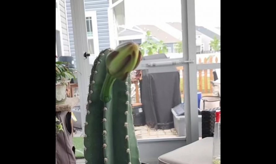 12 hours of a Peruvian Apple Cactus blooming compressed into 21 seconds. This flower only opens for a single night.