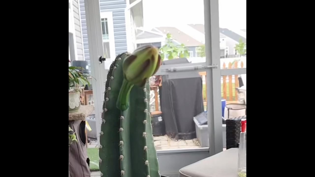 12 hours of a Peruvian Apple Cactus blooming compressed into 21 seconds. This flower only opens for a single night.