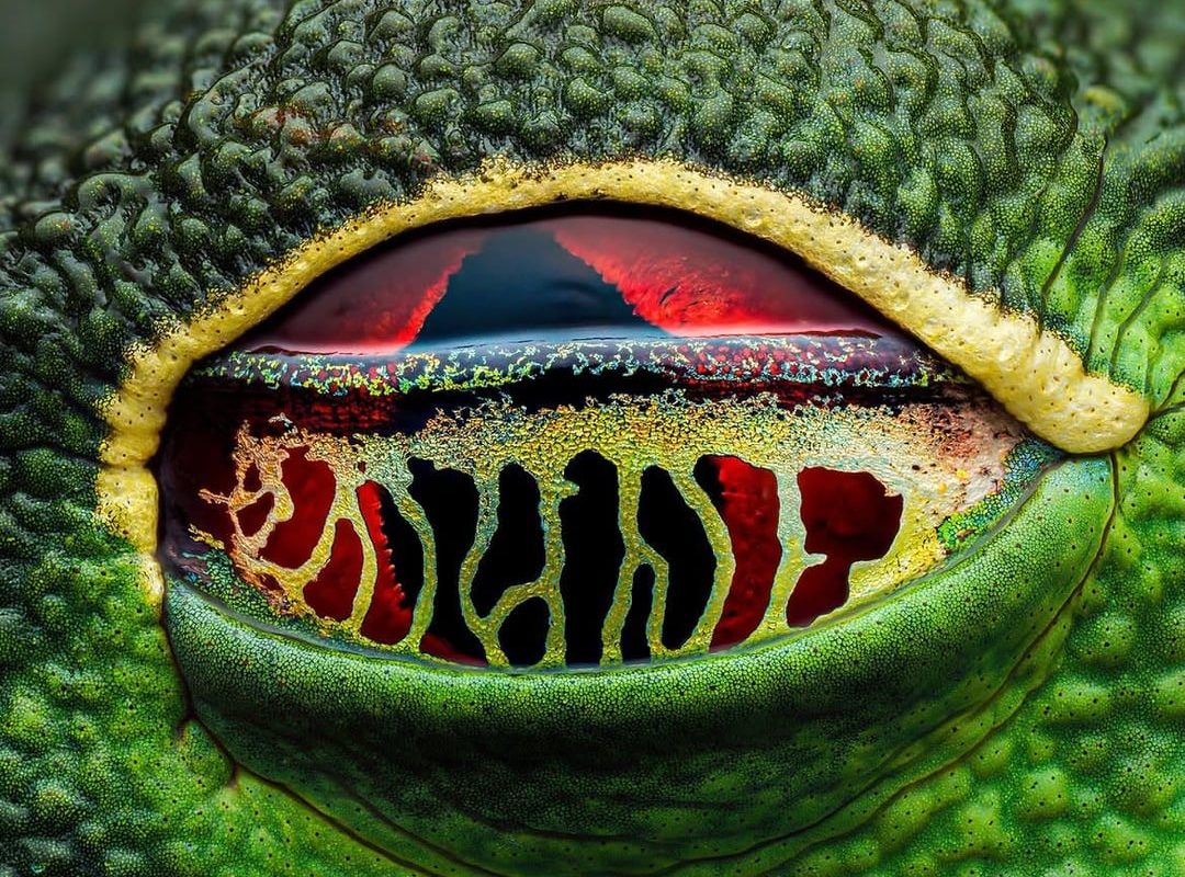 The most unreal eyes in the animal kingdom