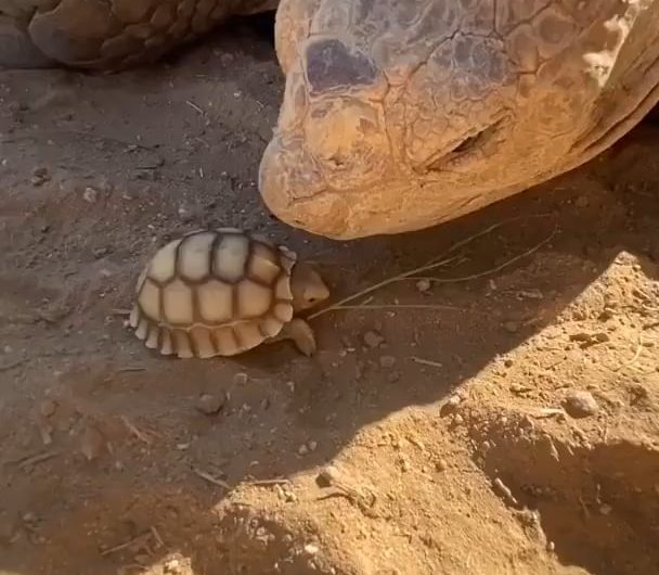 Newly hatched baby tortoise meets its giant father tortoise.