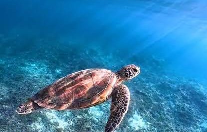 During winter hibernation, some turtles can take in oxygen directly from the water through a process called cloacal respiration, breathing through their rear.