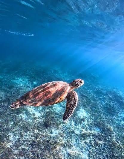 During winter hibernation, some turtles can take in oxygen directly from the water through a process called cloacal respiration, breathing through their rear.