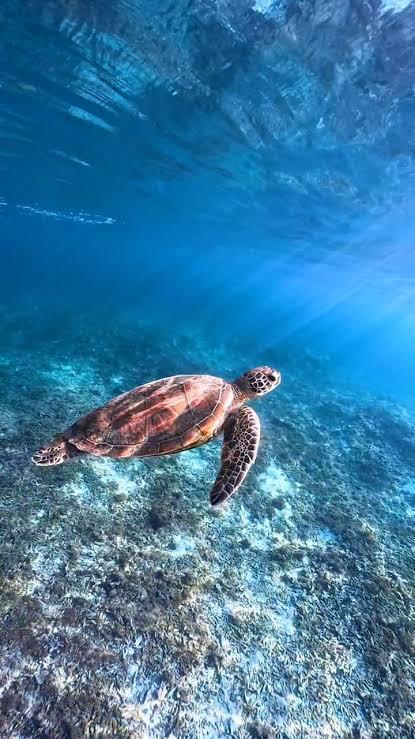 During winter hibernation, some turtles can take in oxygen directly from the water through a process called cloacal respiration, breathing through their rear.