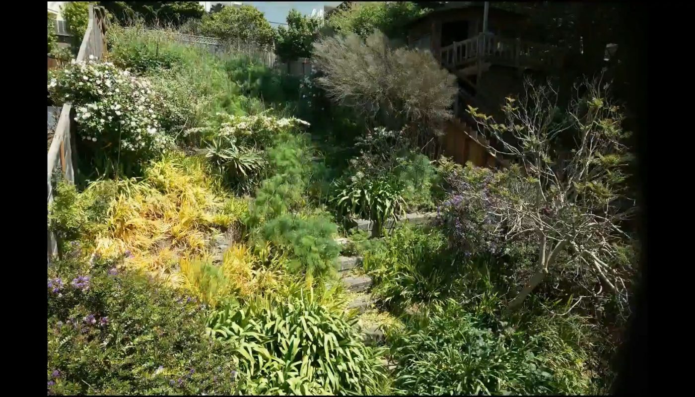 6-day timelapse of goats clearing a overgrown back yard in SF