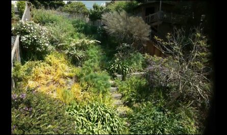 6-day timelapse of goats clearing a overgrown back yard in SF