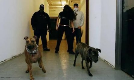 90s American Deathgrind band Caninus used two pit bull terriers as their lead vocalists and recorded multiple albums