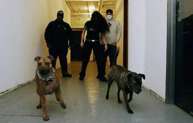 90s American Deathgrind band Caninus used two pit bull terriers as their lead vocalists and recorded multiple albums