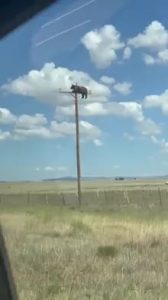 911 operator: "911 what is your emergency?" Caller: "I'm calling to report a bear on top of a power utility pole."