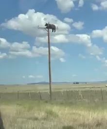 911 operator: "911 what is your emergency?" Caller: "I'm calling to report a bear on top of a power utility pole."