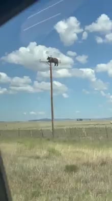 911 operator: "911 what is your emergency?" Caller: "I'm calling to report a bear on top of a power utility pole."