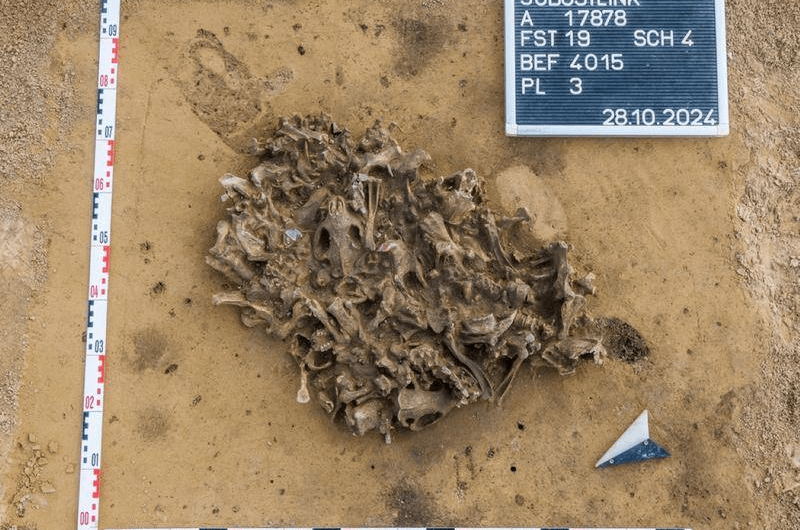 A 7,000-Year-Old Pit Filled With Beaver Bones found In Alsleben, Germany during transmission line works.