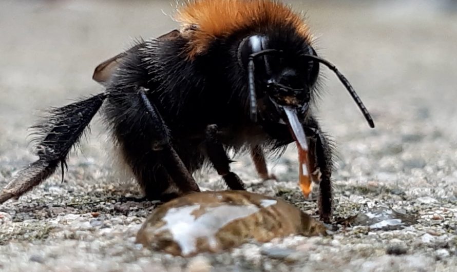 A Bee Eating Honey