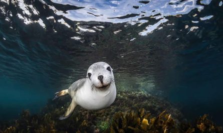 A Curious Sea Lion (Photo:  Remuna Beca)