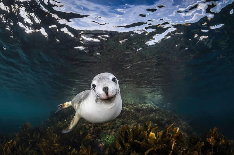 A Curious Sea Lion (Photo:  Remuna Beca)