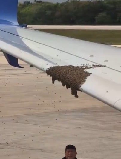 A Delta Air Lines flight was delayed in Cancun on Thursday after a swarm of bees settled on the 737’s wing. The issue was resolved with forward speed on takeoff.