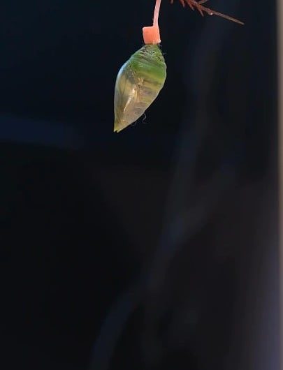A Morpho butterfly emerging from its chrysalis—the moment one of nature’s most brilliant blue wings comes to life