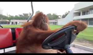 A Orangutan just casually driving a golf cart