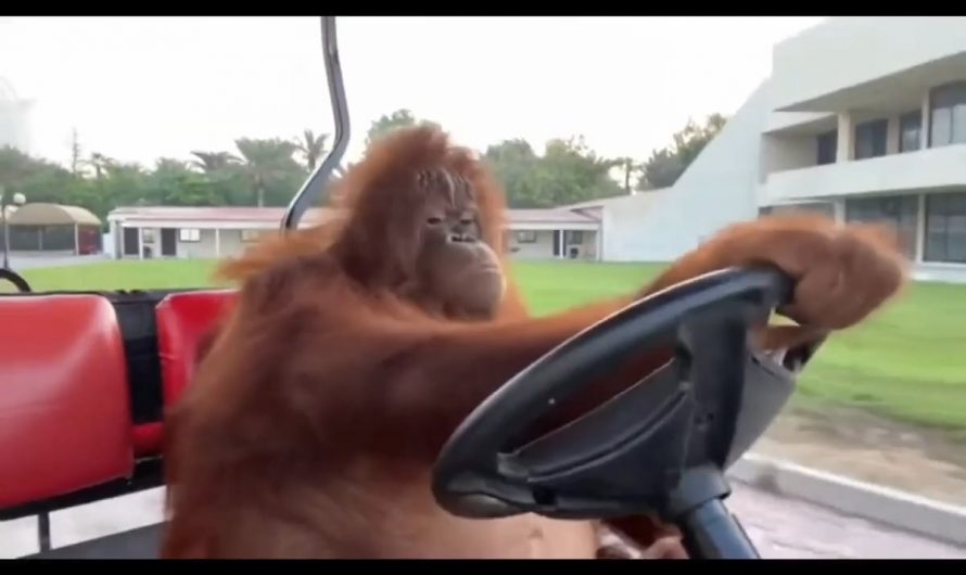 A Orangutan just casually driving a golf cart