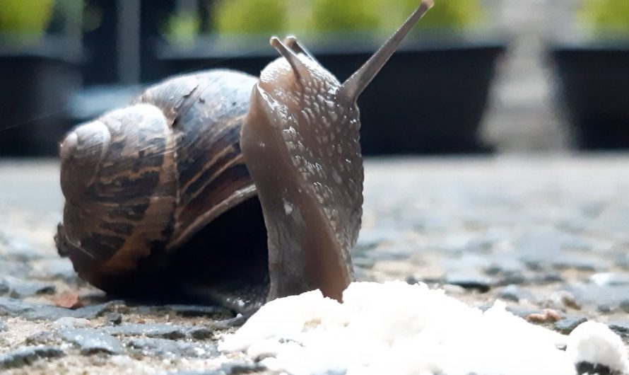 A Snail Eating Flour