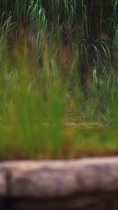 A Tiger would see you 100 times before you see it once”. P-621 aka Goluram resting on a riverbank in Panna National Park, India