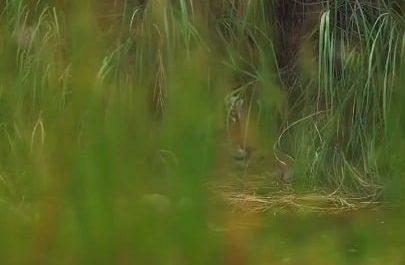 A Tiger would see you 100 times before you see it once”. P-621 aka Goluram resting on a riverbank in Panna National Park, India