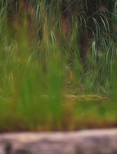 A Tiger would see you 100 times before you see it once”. P-621 aka Goluram resting on a riverbank in Panna National Park, India