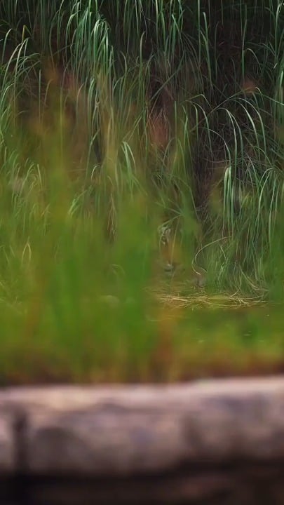 A Tiger would see you 100 times before you see it once”. P-621 aka Goluram resting on a riverbank in Panna National Park, India