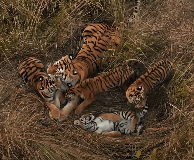 A Tigress has been filmed babysitting another tigress’s cubs for the first time